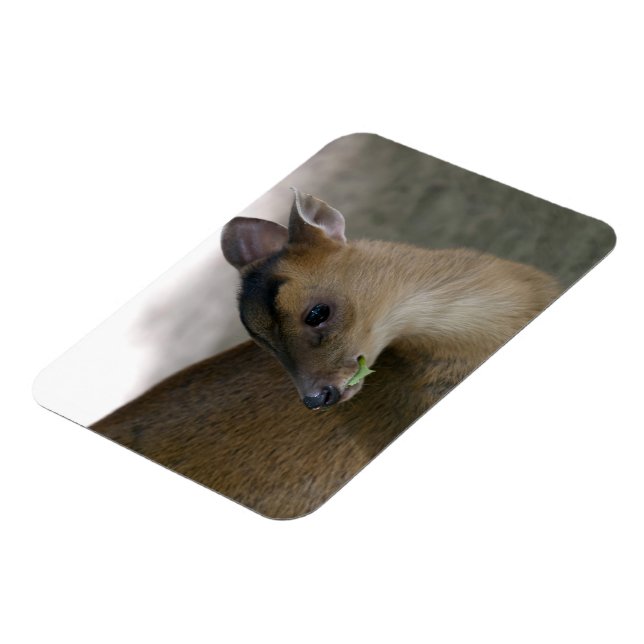 Ímã Pequeno Muntjac (Left Side)