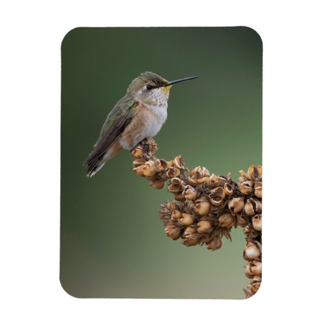 Ímã Pequeno pássaro-do-sol (Vertical)