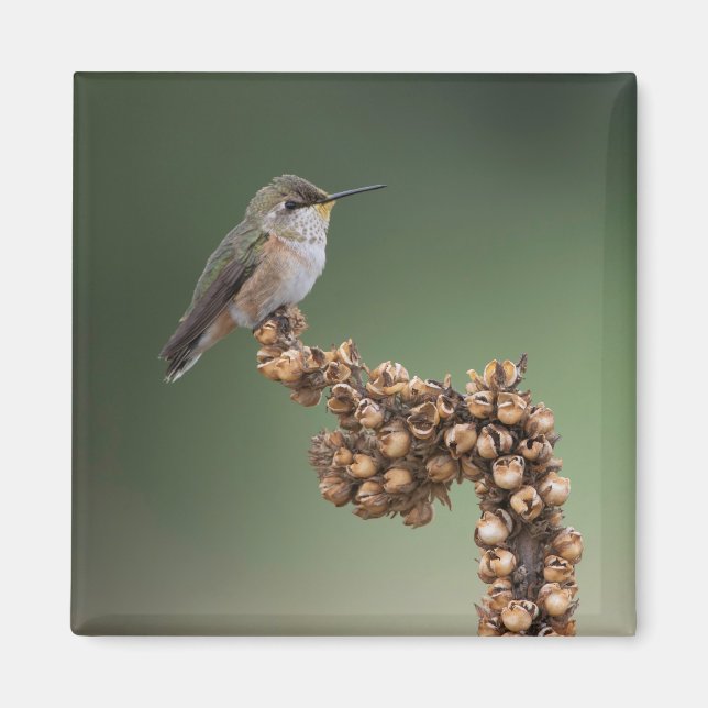 Imã Pequeno pássaro-do-sol (Frente)