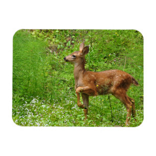 Ímã Pequeno Rei/Rainha dos Fawns