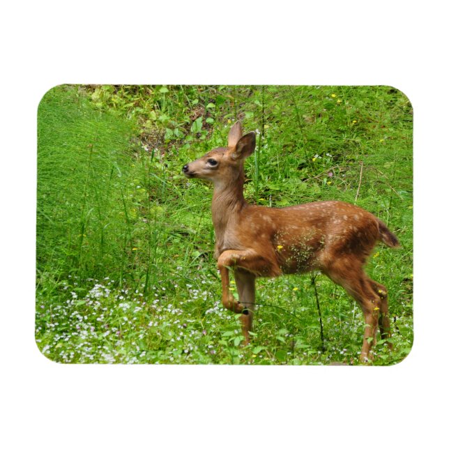 Ímã Pequeno Rei/Rainha dos Fawns (Horizontal)