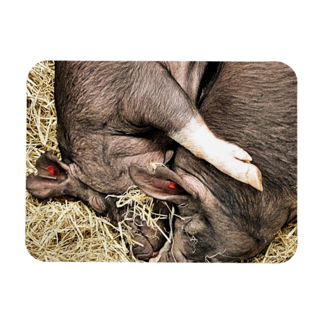 ÍMÃ PEQUENOS SUÍNOS CUTOS (Horizontal)