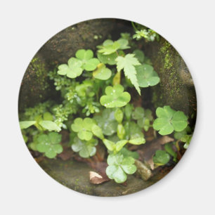 Imã Pequenos verdes