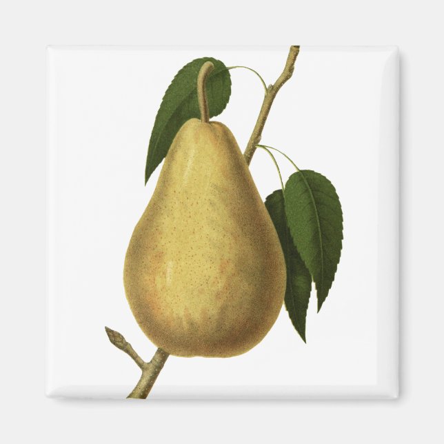 Imã Pera de Fruta Botânica (Frente)
