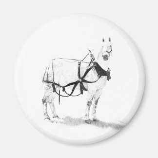 Imã Percheron Draft Horse Equine Art Magnets