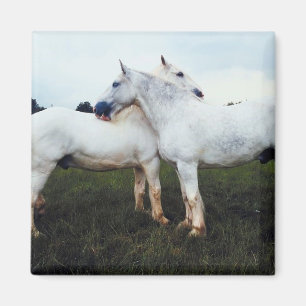 Imã Percherons Cultivando Um Ao Outro