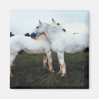 Imã Percherons Cultivando Um Ao Outro