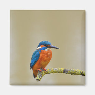 Imã Perching Kingfisher