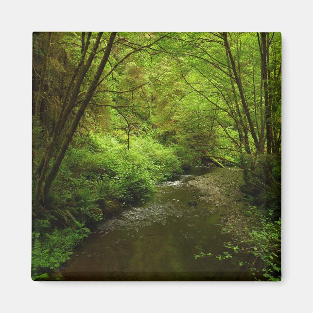 Imã Perdido Homem Creek I no Parque Nacional de Redwoo (Frente)