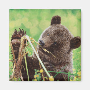 Imã Perdido na maravilha