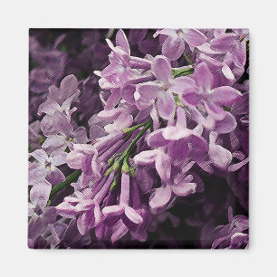 Imã Perdido no Lilac