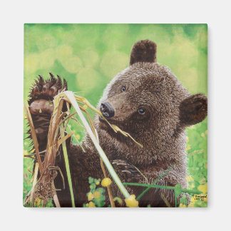 Imã Perdido no Maravilha