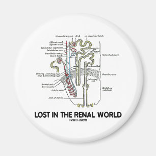Imã Perdido no mundo renal (rim Nephron)