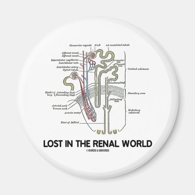Imã Perdido No Mundo Renal (Rim Nephron) (Frente)