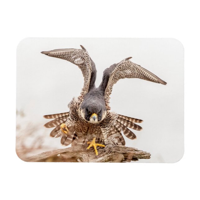 Ímã Peregrine Falcon (Horizontal)