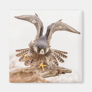 Imã Peregrine Falcon