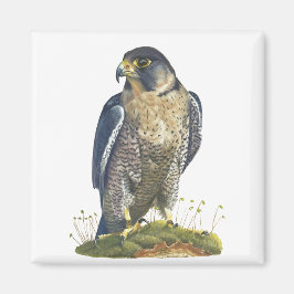 Imã Peregrine Falcon