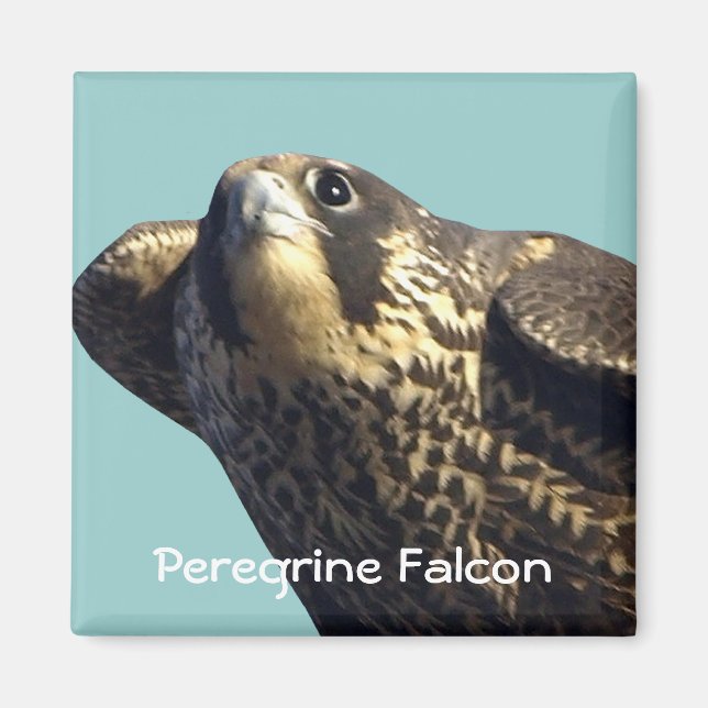 Imã Peregrine Falcon Magnet (Frente)