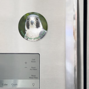 Imã Peregrine Falcon Photo Earth Day
