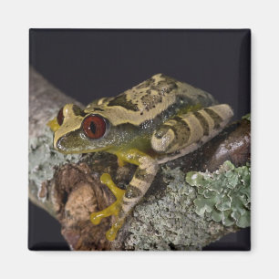 Imã Perereca-de-olho-vermelho-africana, Leptopelis
