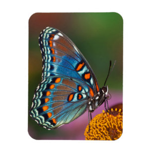 Ímã Perfil da borboleta em uma flor