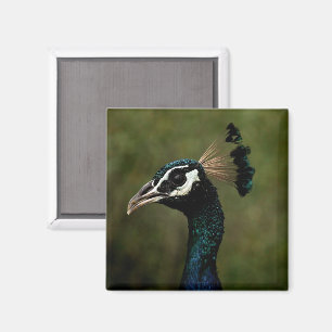 Imã Perfil de Peacock