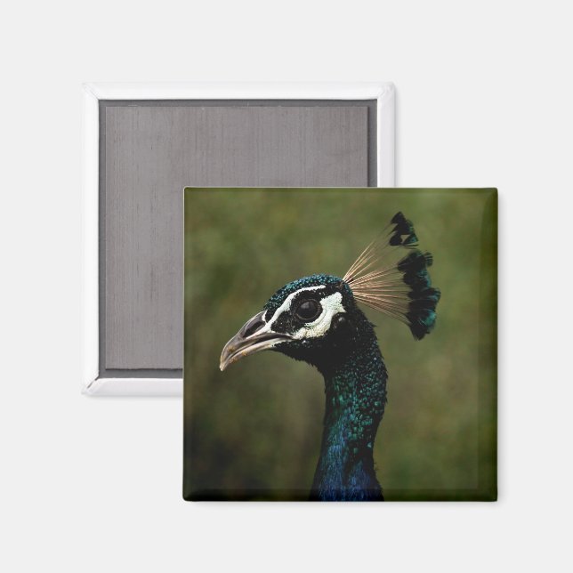 Imã Perfil de Peacock (Front/Back)