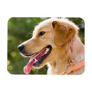 Ímã Perfil De Retriever De ouro Com A Saída Da Língua