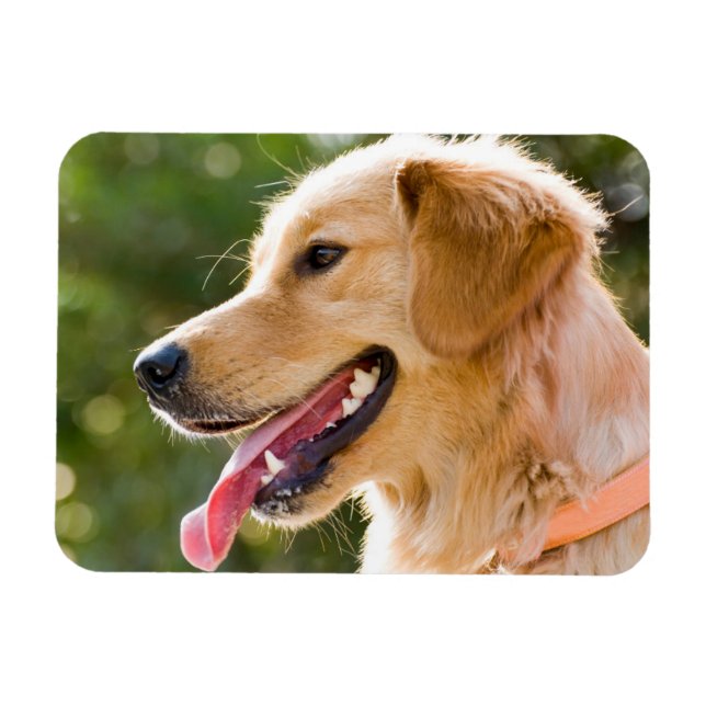 Ímã Perfil De Retriever De ouro Com A Saída Da Língua (Horizontal)