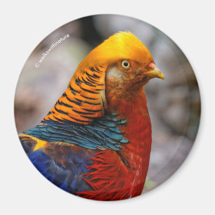 Imã Perfil de um Faisão Ouro Vermelho