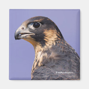 Imã Perfil de um falcão de peregrino juvenil