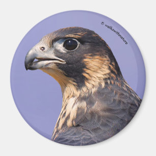 Imã Perfil de um Falcão Peregrino Juvenil
