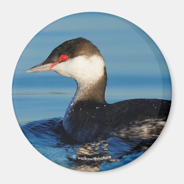 Imã Perfil de um Grebe Corado (Frente)