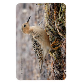 Ímã Perfil de um Sanduíche Respirado na Praia