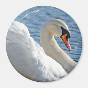 Imã Perfil de uma cisne muda