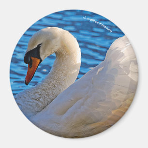 Imã Perfil de uma cisne muda