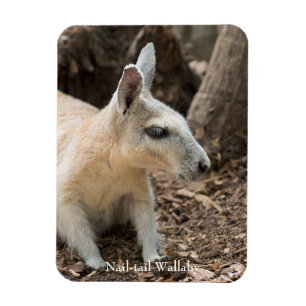 Ímã Perfil de Wallaby