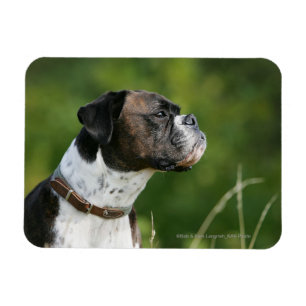 Ímã Perfil do cão do pugilista