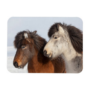 Ímã Perfil do Cavalo Islandês, Islândia