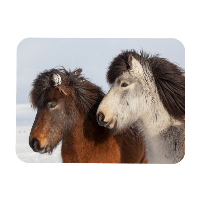 Ímã Perfil do Cavalo Islandês, Islândia (Horizontal)