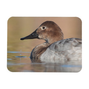 Ímã Perfil do pato de Canvasback feminino