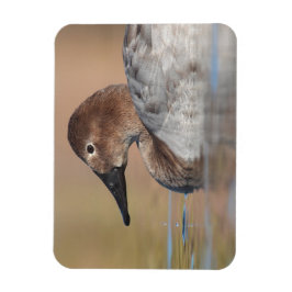 Ímã Perfil do pato de Canvasback feminino