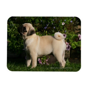 Ímã Perfil do Pug da jovem corça