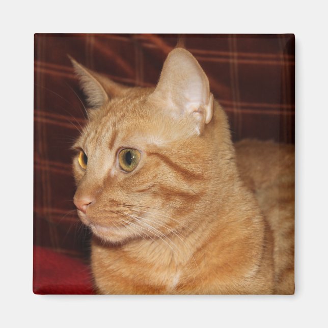 Imã Perfil do rosto do gato de mesa laranja (Frente)
