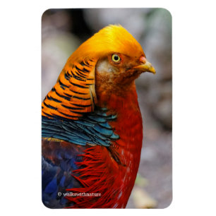 Ímã Perfil impressionante de um faisão de Ouro vermel