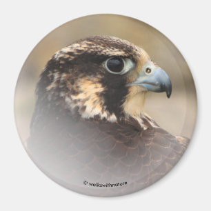 Imã Perfil Vignetado de um Falcão Peregrino