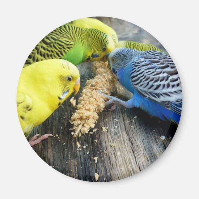 Imã Periquitos (Melopsittacus undulatus) (Frente)