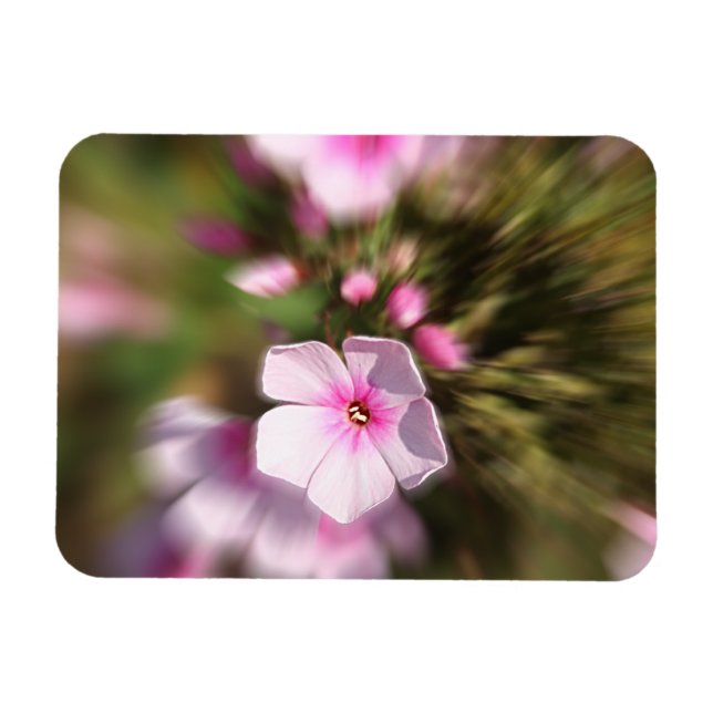 Ímã Periwinkle (Horizontal)