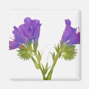 Imã Pernalonga-púrpura (Echium plantagineum)