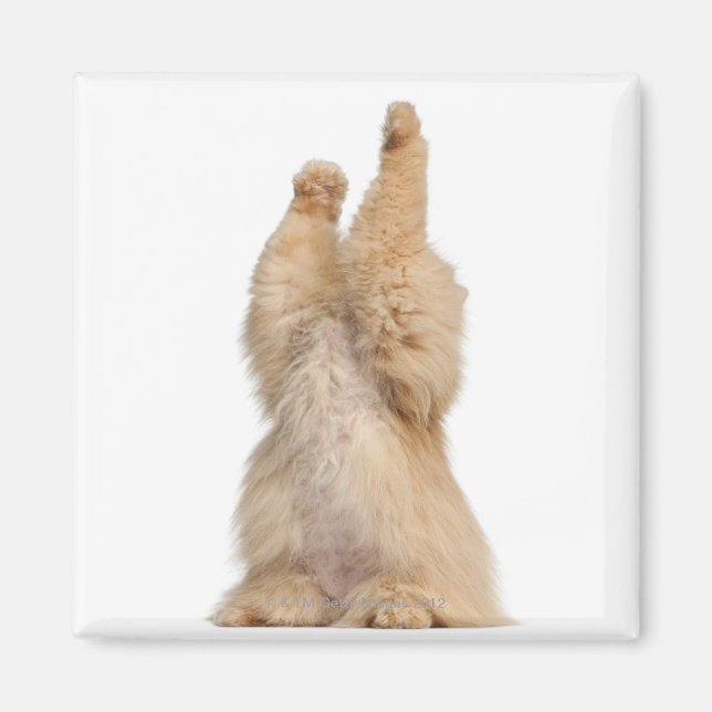 Imã Pérsia (3 anos) (Frente)